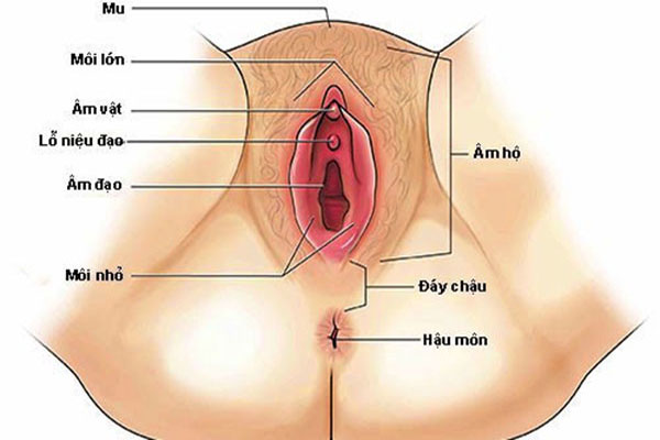  Âm đạo phụ nữ được cấu tạo bởi các phần mô cơ và ống của bộ phận sinh dịch nữ
